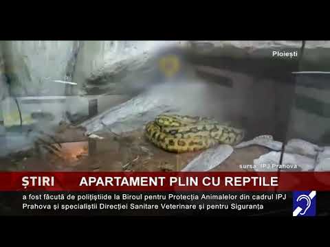 Apartament plin cu reptile