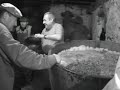 The final harvest at a vineyard in France The final harvest at a vineyard in France