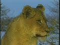 Female Lions & Cubs Pt.1 Female Lions & Cubs Pt.1