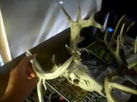 how to collect shed antlers