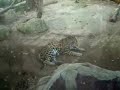 Chiang Mai Thailand Night Safari Video