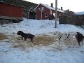 Arctic Dogs Barking.avi