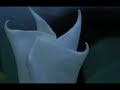 Thought I'd take a break from the motion control software development to do a little moon flower mix. The opening/closing scene is HDR video as well.  Enjoy!