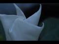 Moonflower Timelapse Compilation
