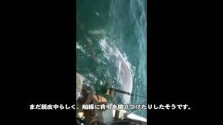 今日のベルーガ