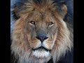 A beat I put together inspired by the Lion of the tribe of Judah (Strictly Hip Hop)It has a 4 bar introTwo 16 bar segments for versesTwo 8 bar hook segmentsAnd a 8 bar outro(c) copyright protected