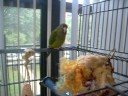 My Pet Birds My Pet Birds