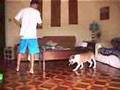 Man-eating-bulldog