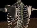 yoga anatomy - The spinal ligaments