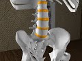 just something i threw together on the spinal ligaments. This isn't a part of a dvd or anything but i hope you enjoy. for more information visit www.3d-yoga.com three treasures studio bringing anatomy to life
