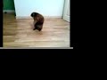 Mad Barley Cat Dance