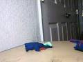 videos de fight and more