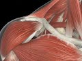 3 Shoulder Exercises for Rotator Cuff Injuries by Citihealth