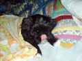 Shih tzu - Em busca do bolachinha
