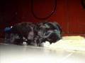 Shih tzu - Em busca do bolachinha