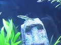 Updated Aquarium