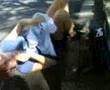 girl-FIGHT
