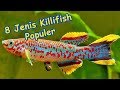 Fundulopanchax Gardneri Killifish Untk Aquascape Aquarium Bagikan Ikan
Hias