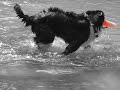 Dogs playing in river Dogs playing in river