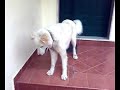 Cane e Gatto