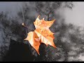 amore mio.wmv