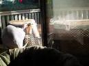 Who is that Sphynx Cat in the Window?!?