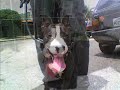 Kyra do Camboja AST( American Staffordshire Terrier )