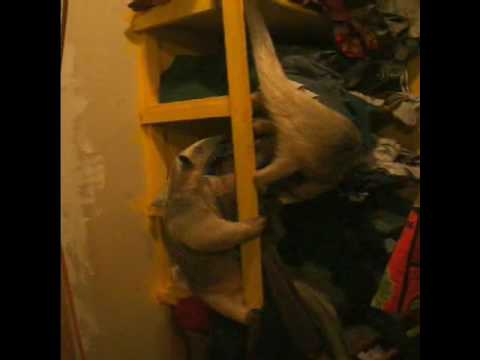 utube funny animal videos. Categories: Misc Funny Animal