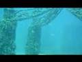Scubabitz Neptune Memorial Reef