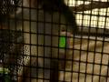 clip video Jairo La Guenon Jacinthe