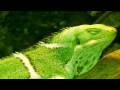 clip video Techno Toons X Or