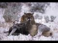 Cougar America's big cat.