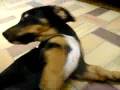 Basset Hound video