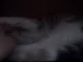 my cat sleeping in her house
