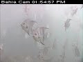 Underwater Video Camera - Spadefish Live