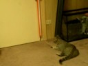 cattt.