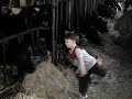 Eli Helps Feed Cows