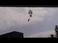 Hummingbird Part 2