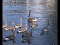 Bird's Eye - For Kid's