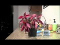 Thirsty Plant Recovers In 30 Minutes - cool, life, plant, thirsty, time lapse, water
