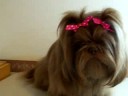 Stain Glass Shih Tzu