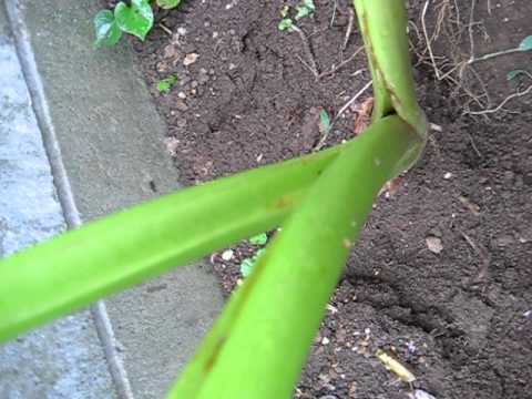 how to harvest taro