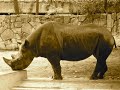 ???Rhinoceros? ???Rhinoceros?