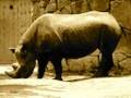 サイ〜Rhinoceros〜
