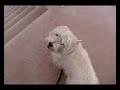 Polo Stairs