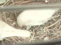finches in nest.wmv