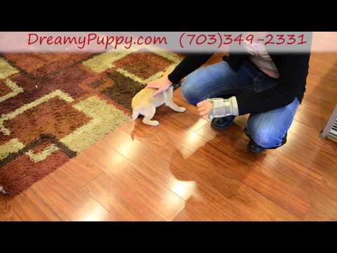 Adorable Puggle Girl!