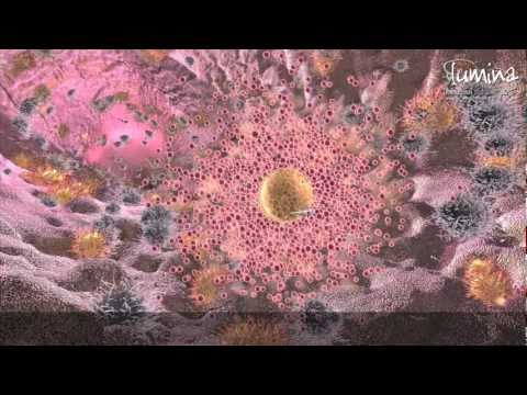 gametos - http://www.proyectolumina.cl/ La fecundación es un proceso biológico complejo, central de la vida de los organismos de reproducción sexual. Consiste en el en...