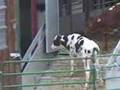 Tiertransport von Kälbern nach Italien in Kettenmast