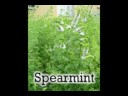 SCOD Organic Gardening Alternative Yard